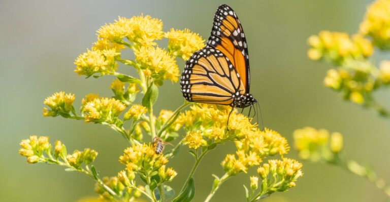 The Most Underrated Pennsylvania Native Perennial That Supports Monarch Butterflies During Migration