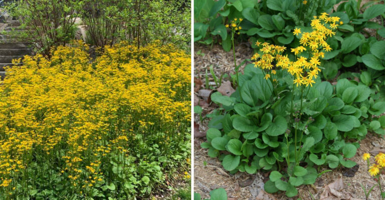 The Most Underrated Pennsylvania Native That Crowds Out Weeds Along Woodland Edges Without Any Help