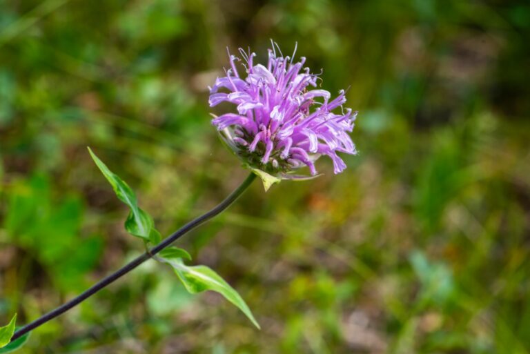 wild bergamot