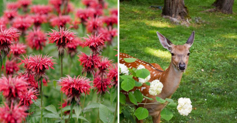 The Most Underrated Pennsylvania Native Wildflower That Helps Keep Deer Away From Garden Borders