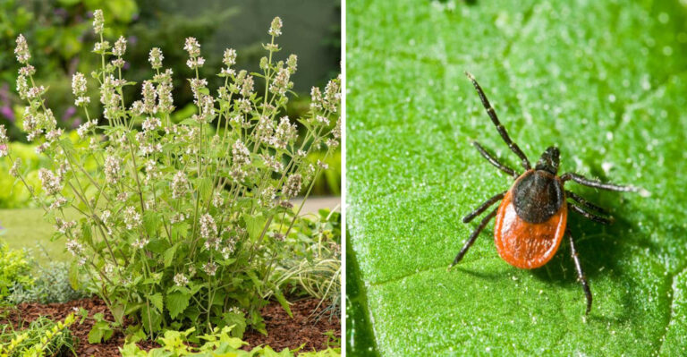 The Most Underrated Pennsylvania Patio Plant That Deters Both Ticks And Mosquitoes
