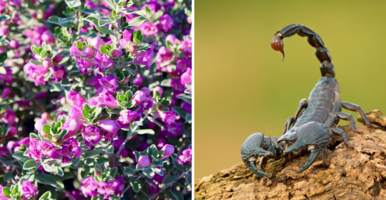 texas sage and scorpion