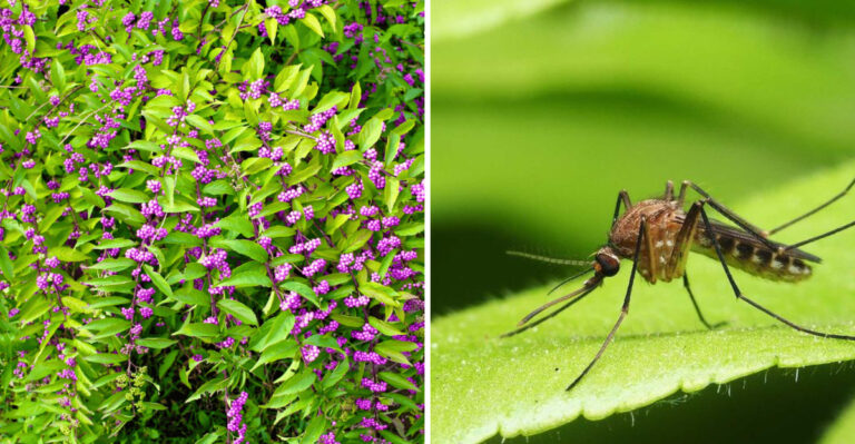 The Most Underrated Texas Native That Helps Keep Mosquitos Out Of Backyards