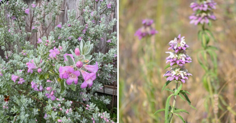 texas sage and horsemint