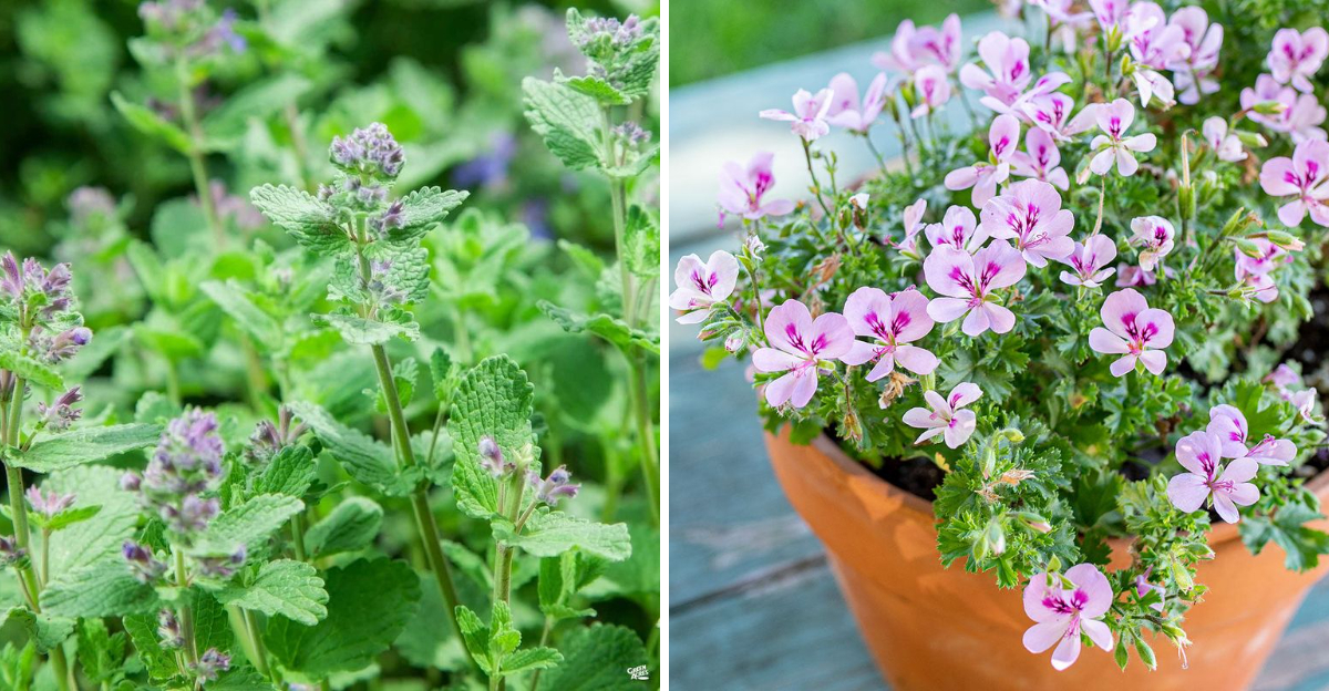 catnip and scented geranium