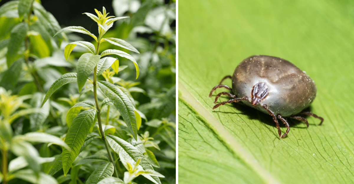 lemon verbena and tick