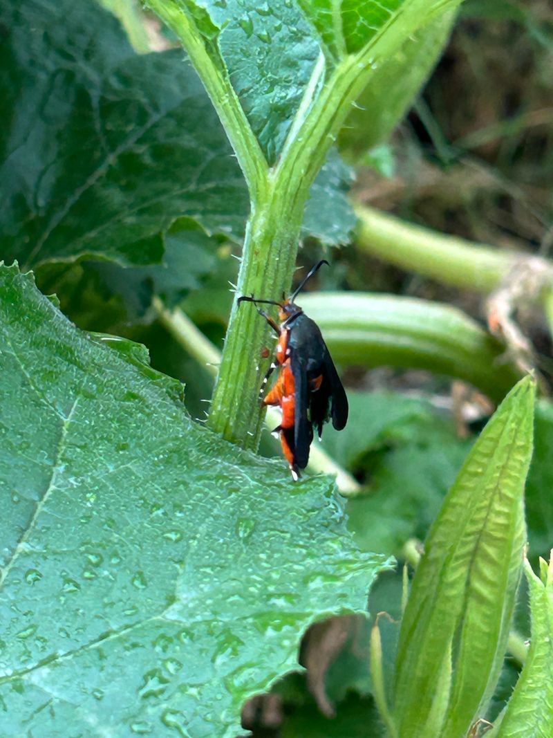 The Moth You Barely Notice Is The One Causing All The Damage