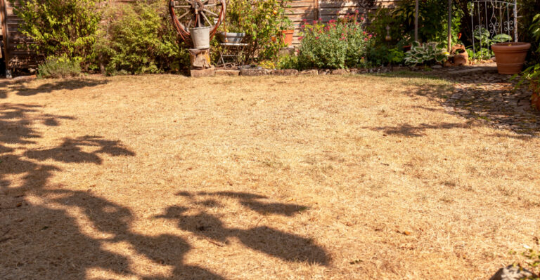 The Mowing Habit That Wrecks Maryland Lawns During Drought