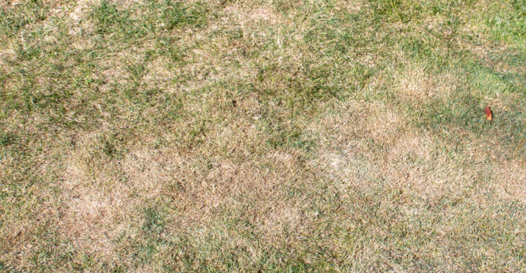 The Mowing Mistake That Pushes Virginia Lawns Over The Edge During Drought