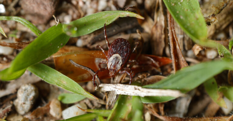 tick in leaf litter