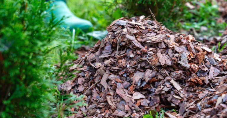 The Mulch Mistake That Can Hurt California Plants In July