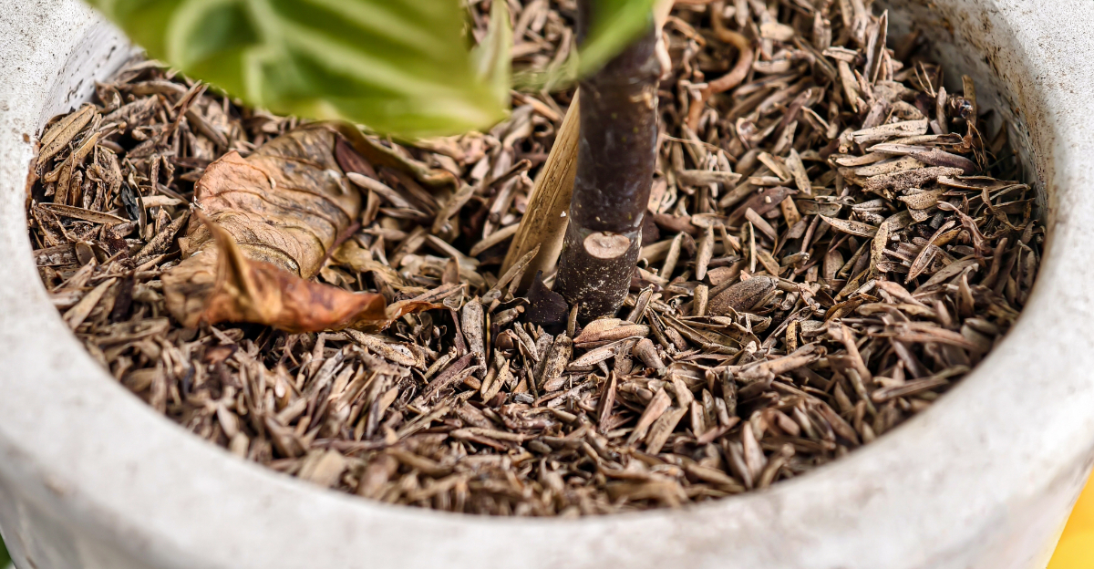 mulch (featured image)