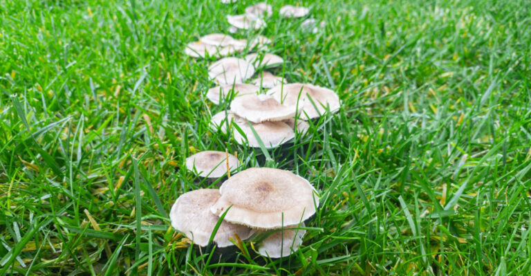 The Mushroom Phenomenon In Tennessee Lawns And What It Actually Means