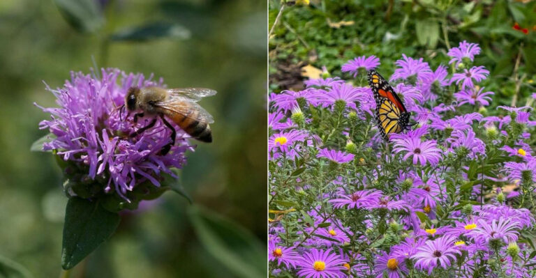 The Native California Plants That Support More Backyard Insects Than Gardeners Realize