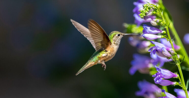 The Native Colorado Flower Hummingbirds Can’t Stay Away From