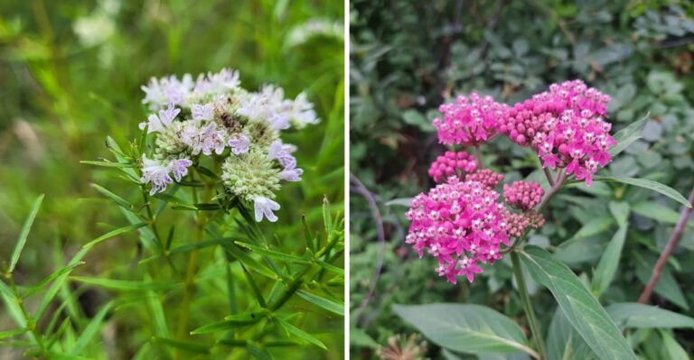 The Native Georgia Flowering Plants That Actually Thrive In July Heat