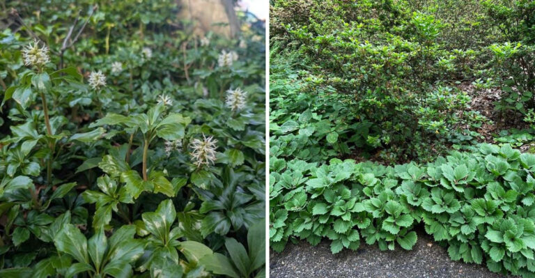 The Native Georgia Groundcover That Replaces Lawn Under Trees Where Grass Will Not Grow
