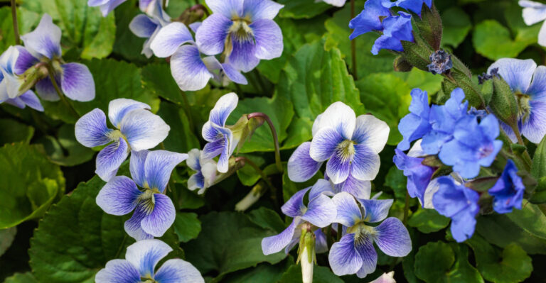 The Native Iowa Wildflower That Spreads Through Your Lawn And Looks Great Doing It