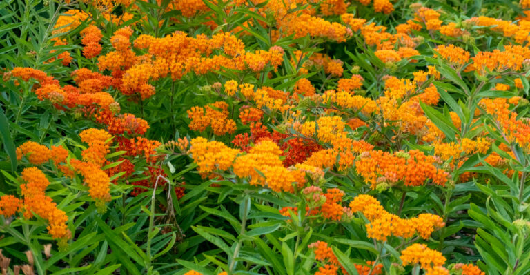butterfly weed