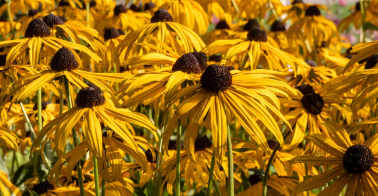 rudbeckia fulgida