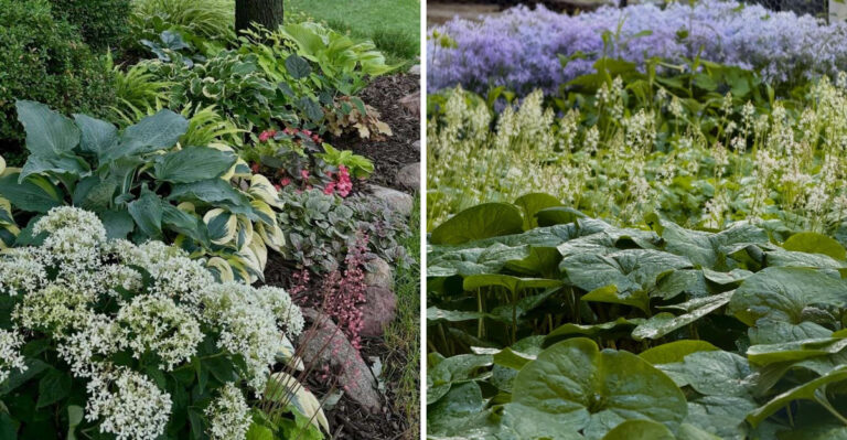 The Native Michigan Plant Combinations That Helps Create A Natural Tick Barrier Along Yard Edges