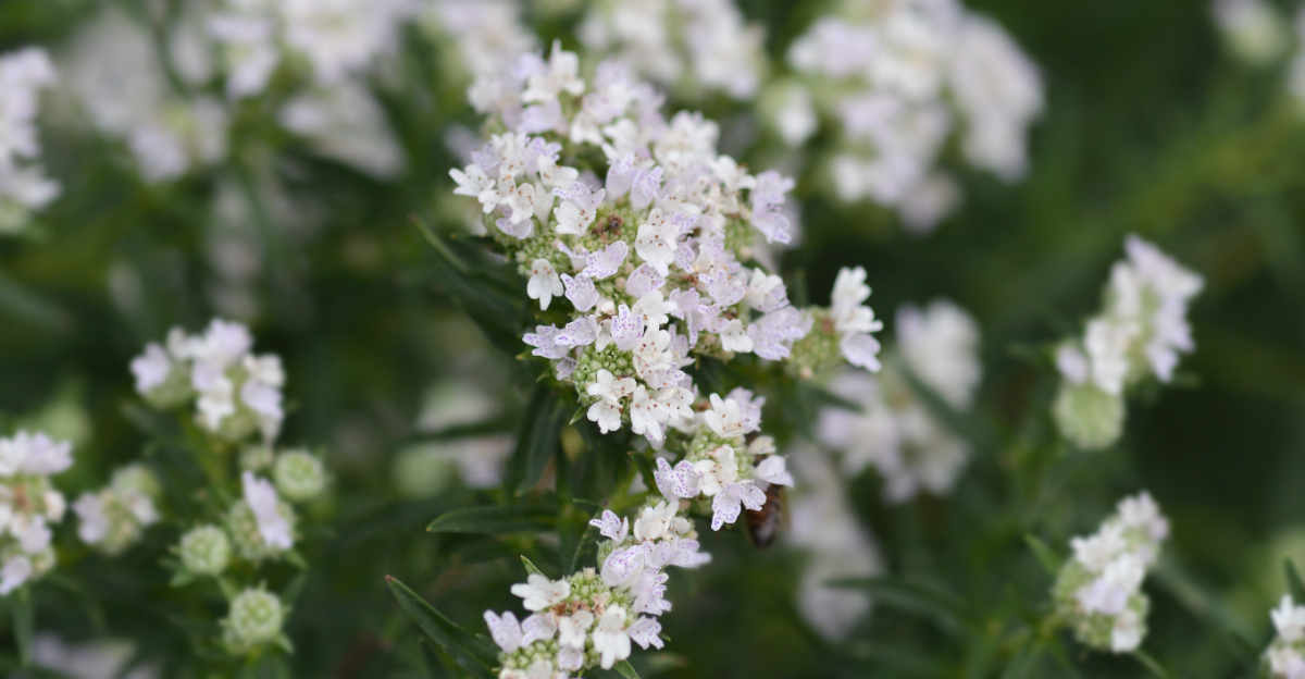virginia mountain mint