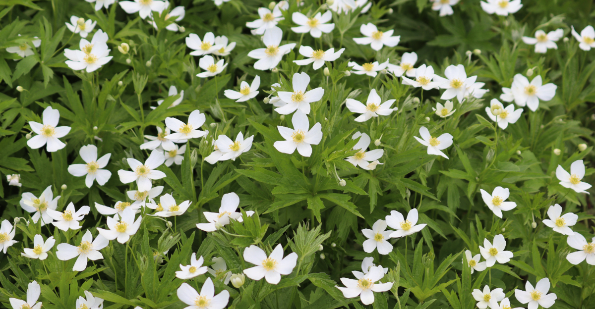 canada anemone