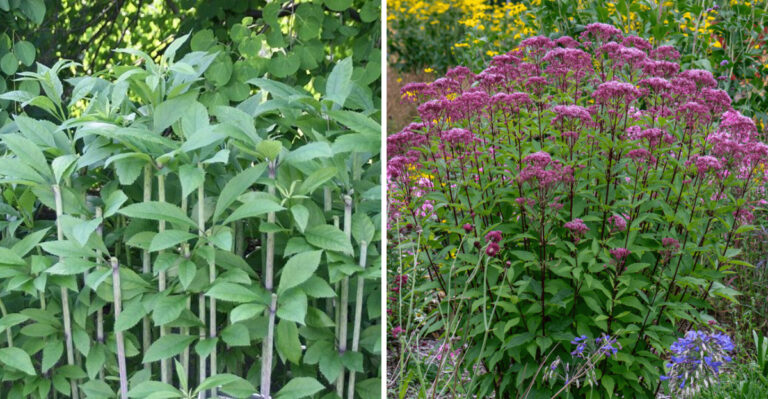 The Native Michigan Plant That Looks Like A Weed Until It Blooms