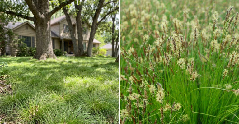 The Native Michigan Sedge That Can Replace Patchy Grass In Shady Yard Spots