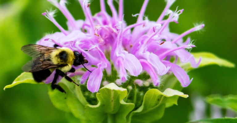 wild bergamot