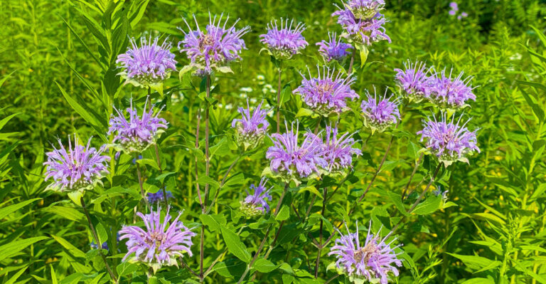 wild bergamot