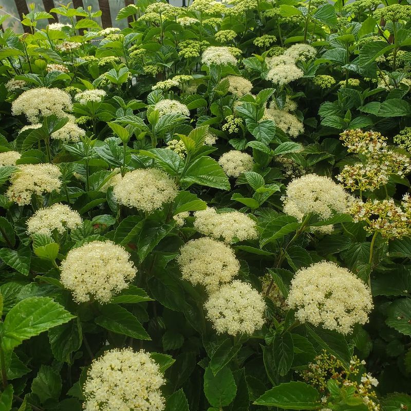 The Native Minnesota Shrub That Looks Stunning Along A Driveway And Thrives On Its Own The Native Minnesota Shrub That Looks Stunning Along A Driveway And Thrives On Its Own
