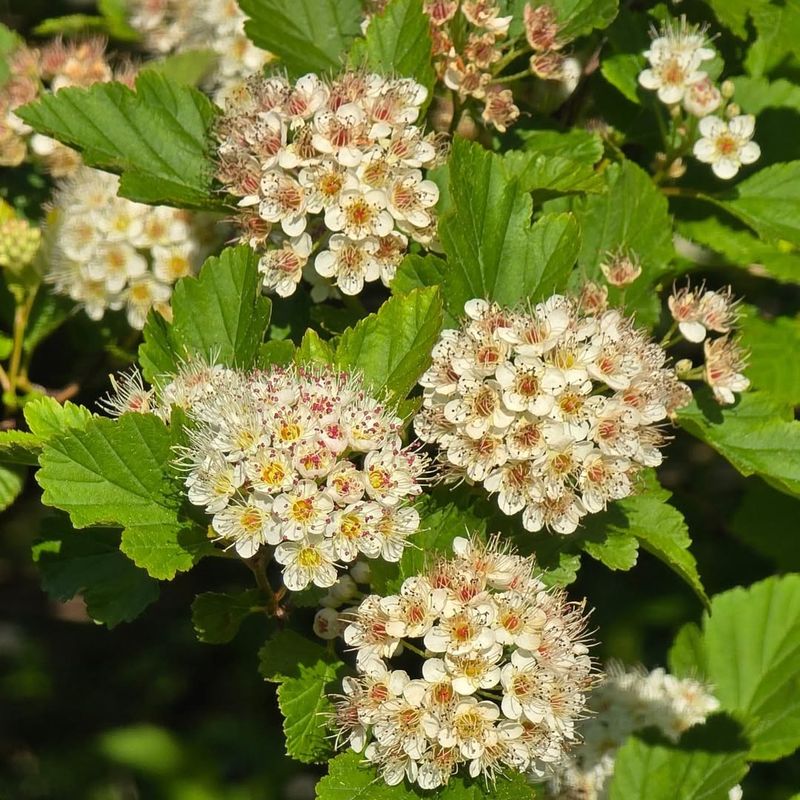 The Native Minnesota Shrub That Looks Stunning Along A Driveway And Thrives On Its Own The Native Minnesota Shrub That Looks Stunning Along A Driveway And Thrives On Its Own