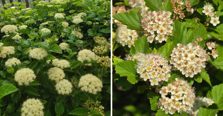 The Native Minnesota Shrub That Looks Stunning Along A Driveway And Thrives On Its Own