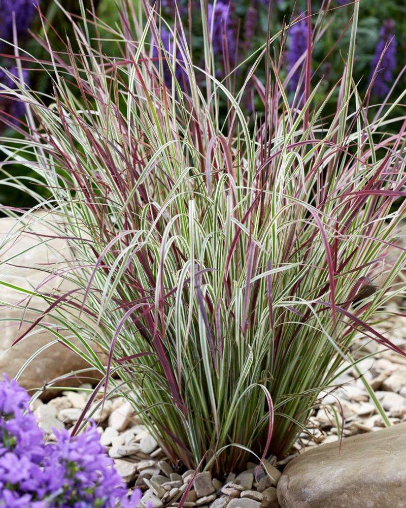The Native Missouri Grass Your Flower Beds Are Missing
