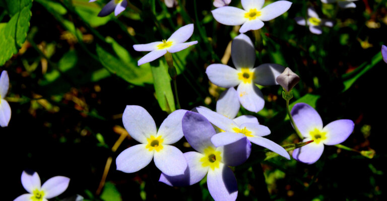 The Native New Hampshire Wildflower That Spreads Through Your Lawn And Earns Its Place