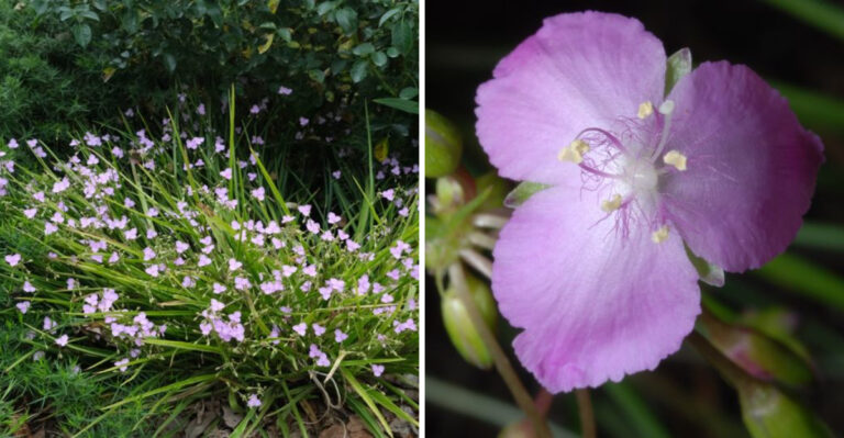 The Native North Carolina Flower That Looks Delicate But Handles Heat Better Than Expected