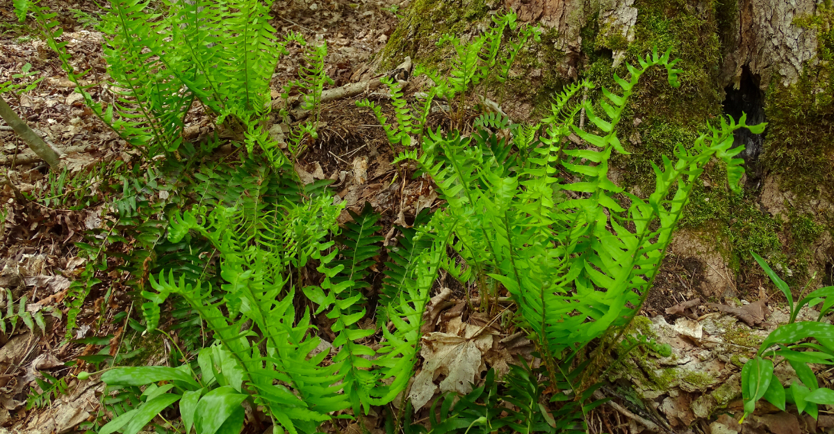 Christmas fern