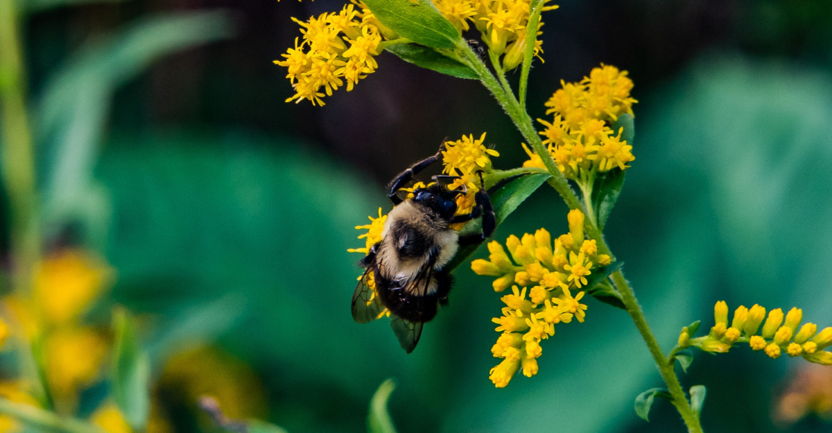 carpenter bee on goldenrod