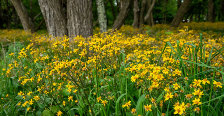 The Native Ohio Groundcover That Spreads On Its Own And Smothers July Weeds