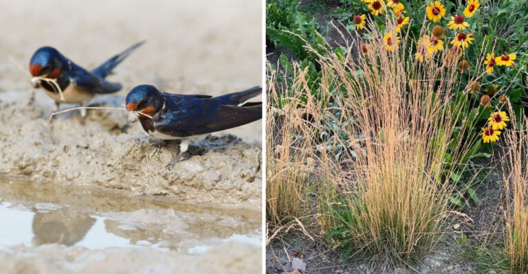 Barn Swallows and little bluestem