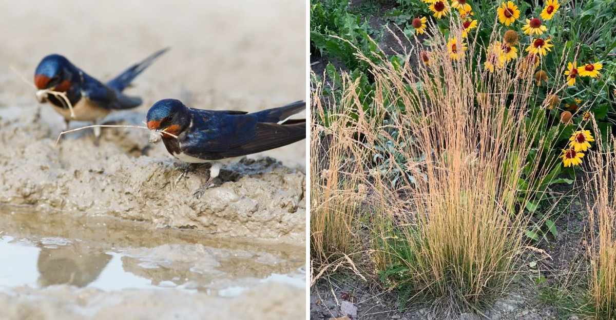 Barn Swallows and little bluestem