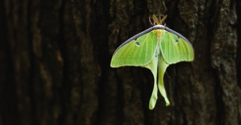 luna moth