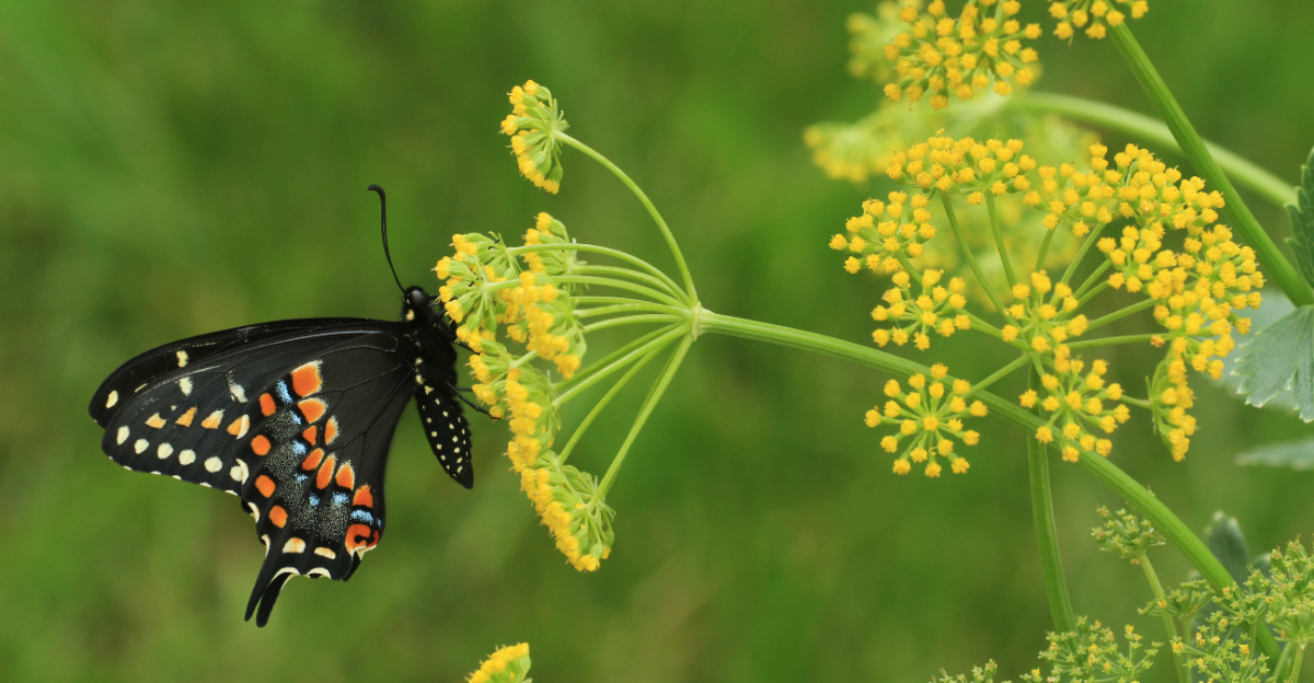 eastern black swallowtail butterfly on golden alexanders flowers