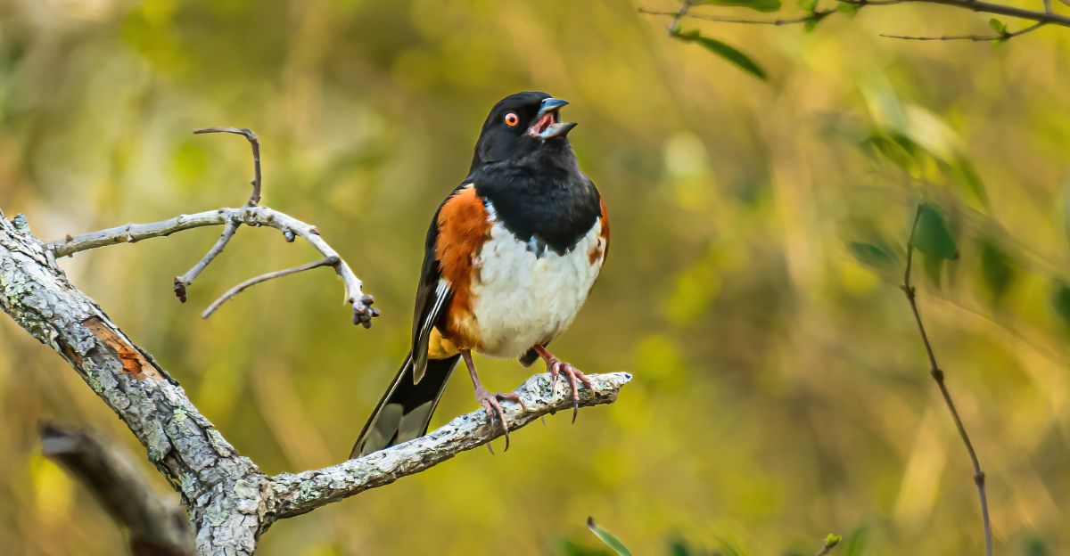 Eastern Towhee