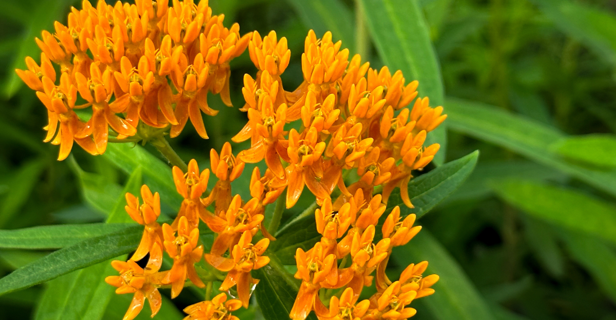 Asclepias Tuberosa butterfly weed