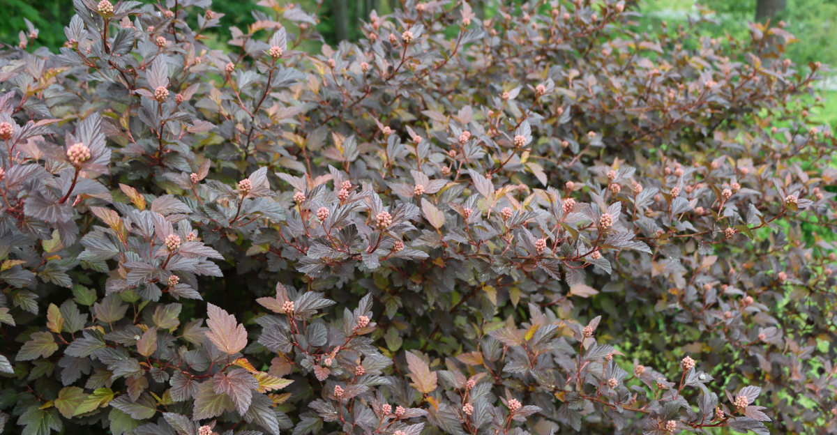 ninebark