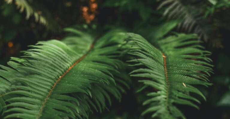 The Native Oregon Fern That Spreads Fast Enough To Crowd Out Blackberries For Good