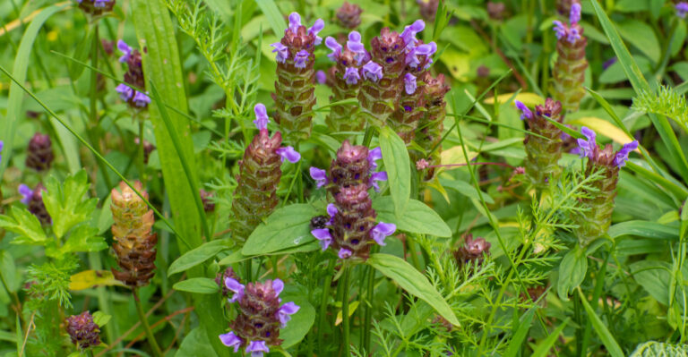 The Native Oregon Perennials That Help Discourage Ticks While Attracting Pollinators