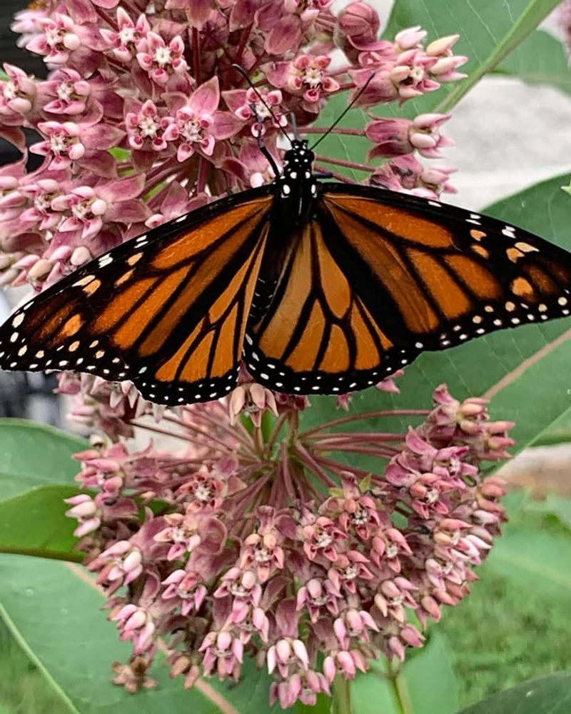The Native Oregon Plant That Attracts More Butterfly Species Than Any Ornamental In Nurseries The Native Oregon Plant That Attracts More Butterfly Species Than Any Ornamental In Nurseries